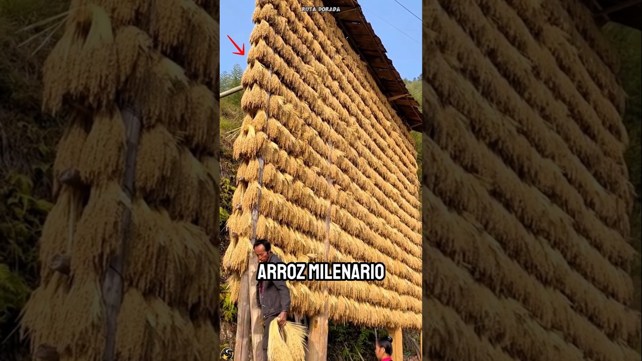&iexcl;EL SECRETO PARA CULTIVAR EL ARROZ M&Aacute;S PERFECTO EN CHINA!