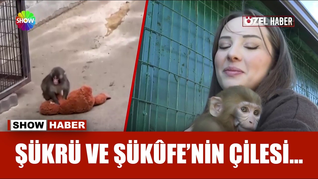Kaçakçılık polisinden maymun operasyonu!