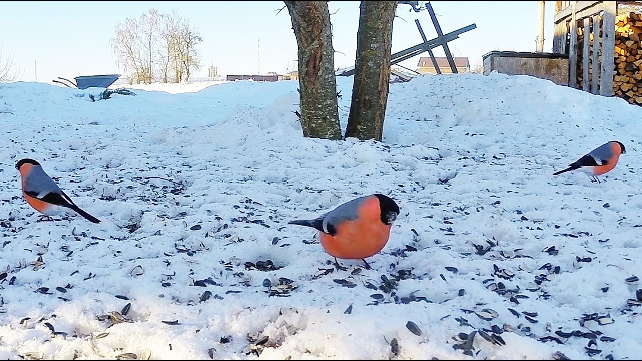 Птушкі нашага падворка. Хто зімаваў у Беларусі?