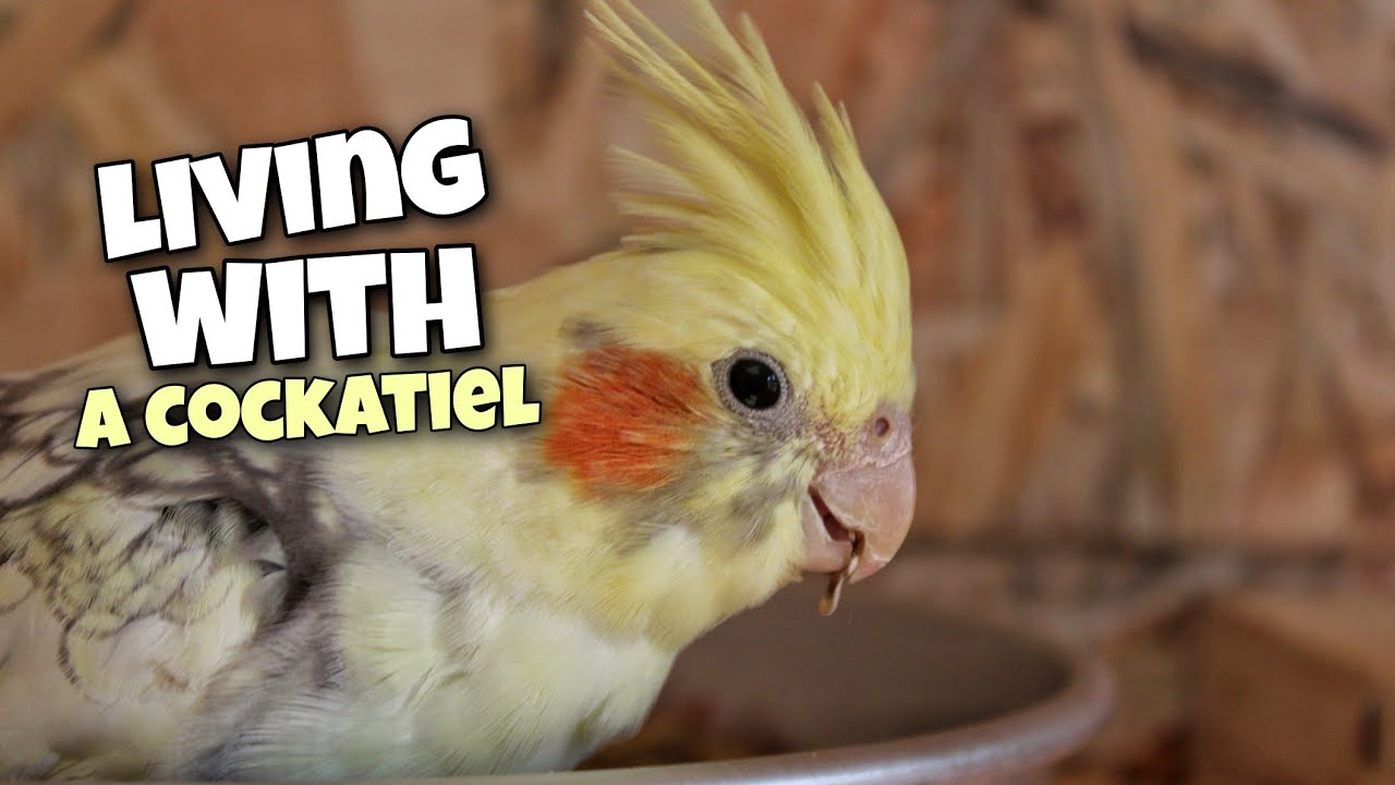 Babysitting a Cockatiel for 3 Days!