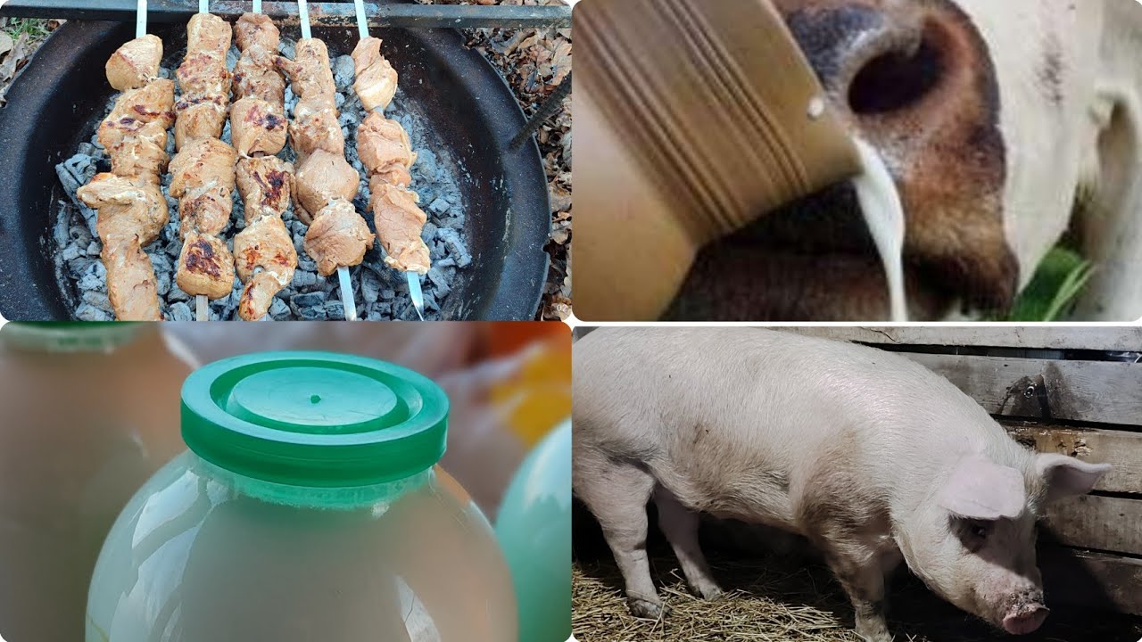 ✅ Молоко 🥛❓ или мясо 🥩❓ каким бизнесом заняться ❓ Почему все сдают коров ❓🐮