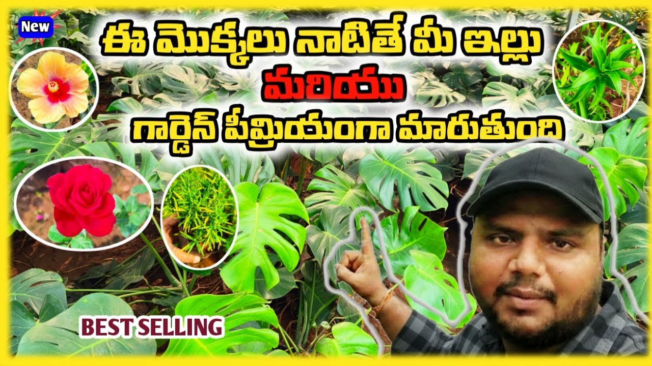 ఫ్లవర్స్ నుంచి ప్రీమియం ఇండోర్ ప్లాంట్స్ వరకూ | Gardening Lovers మిస్ కావద్దు! 🔥#asplants #plants