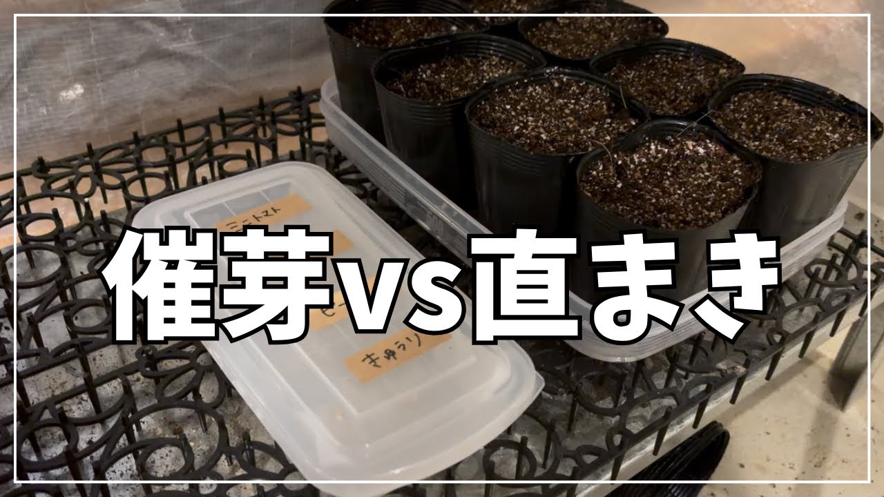 【2月種まき】催芽まきと直まきどっちが早いでしょう対決