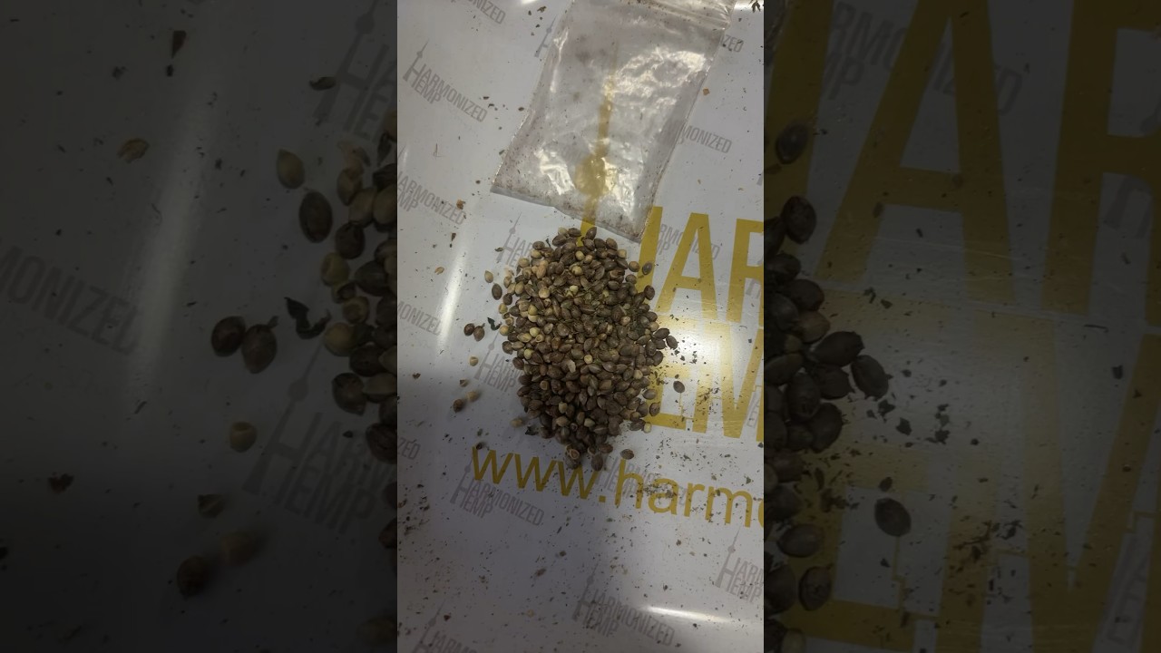 Melo_genetics seed for the future