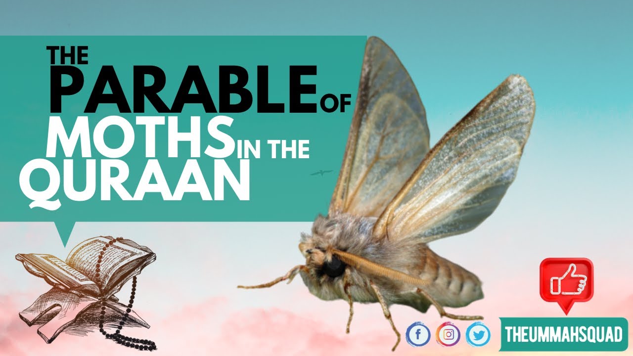 The Parable of Moths in The Quraan | The Ummah Squad