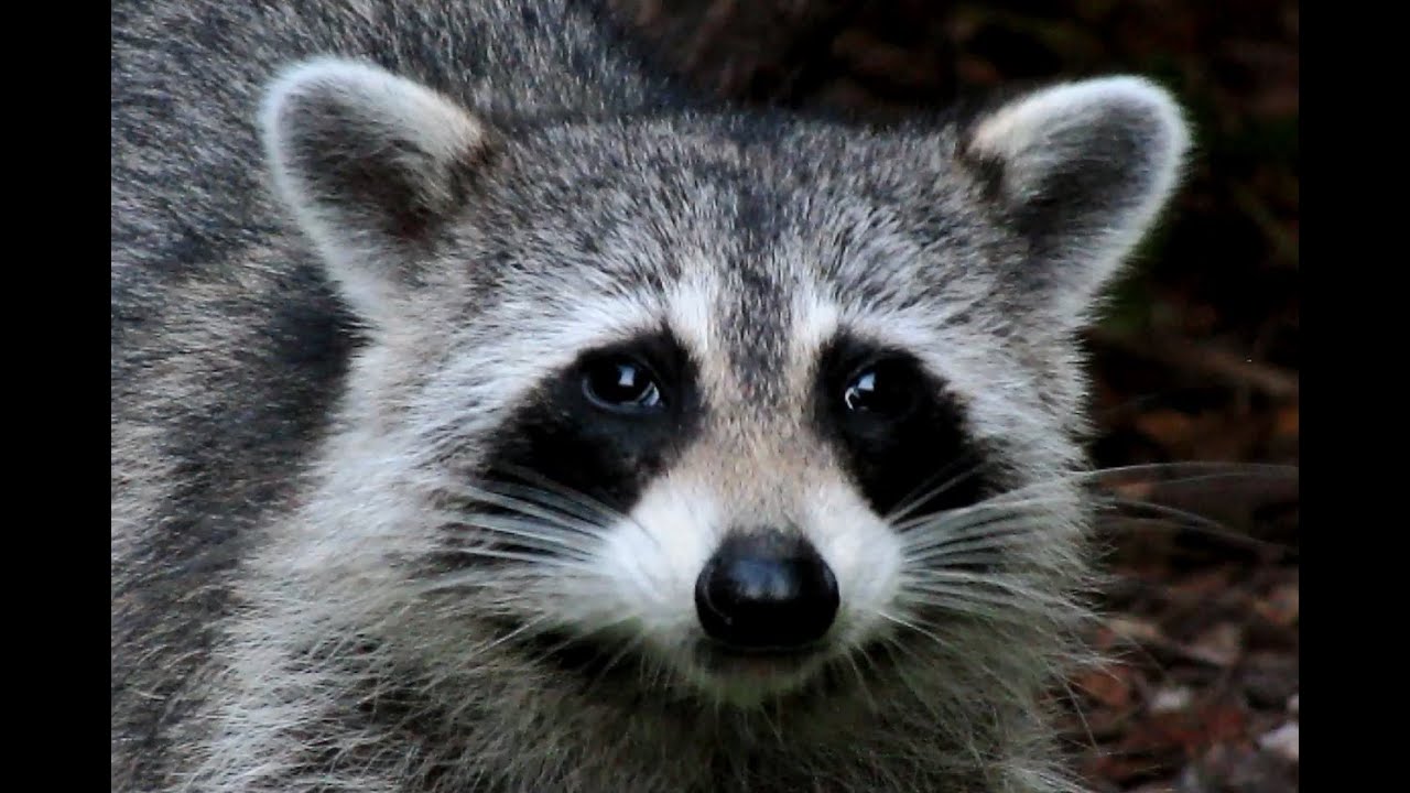 Mother Raccoon