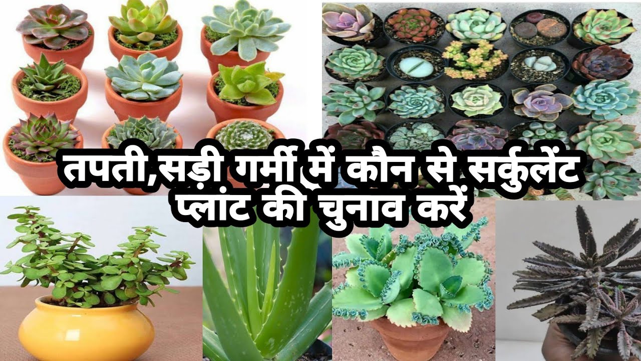 12 महीने चलने वाले Top Sun Loving Permanent Succulents Plant In India/Permanent Succulent plant.