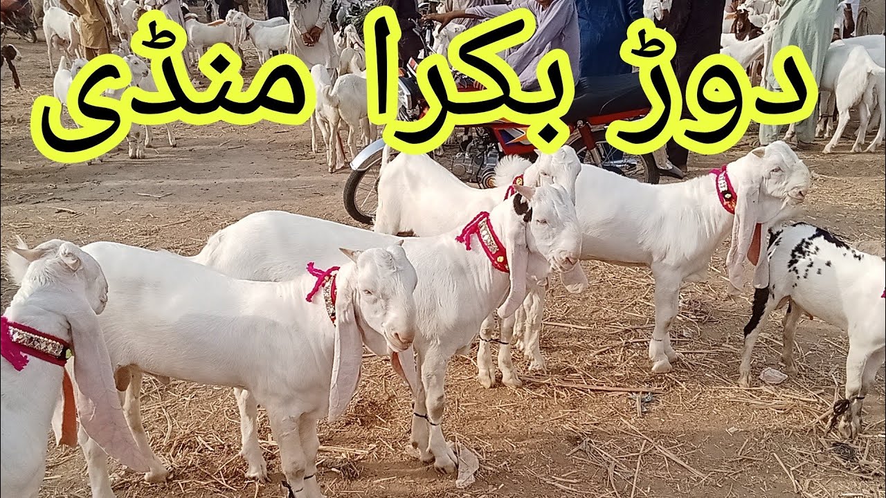Dour  Bakra Mandi #2025 Karachi#qurbanvlogsHalani Bakra Mandi #2025 Karachi#qurbanvlogs #animals #