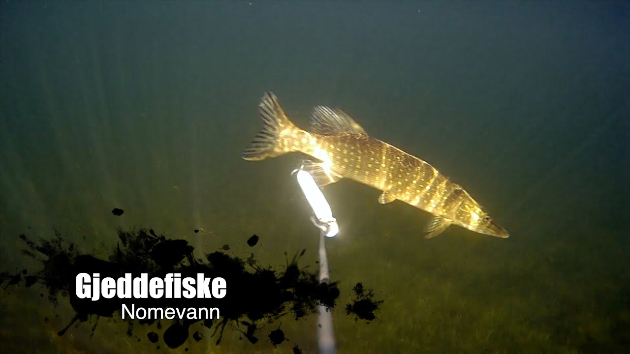 Gjeddefiske 30. juni 2022  med WaterWolf 2.0 // Nomevann
