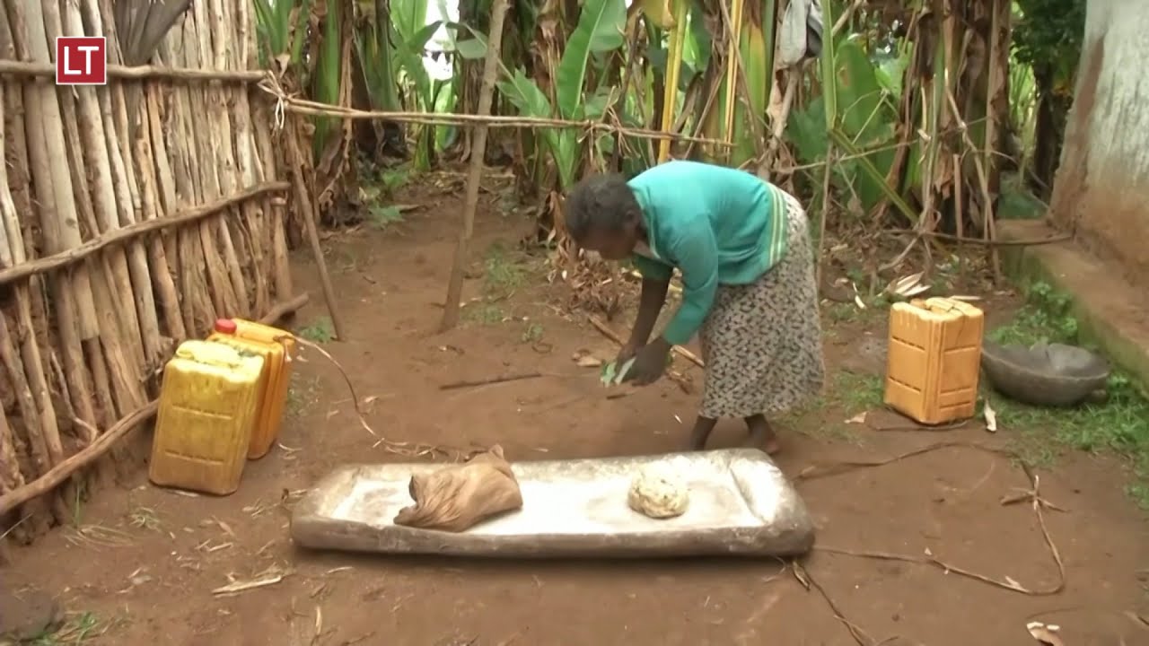 Enset | Las bondades de un 