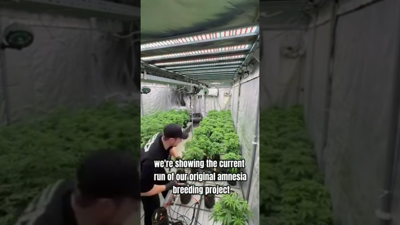 Проект по разведению Amnesia | Fast Buds