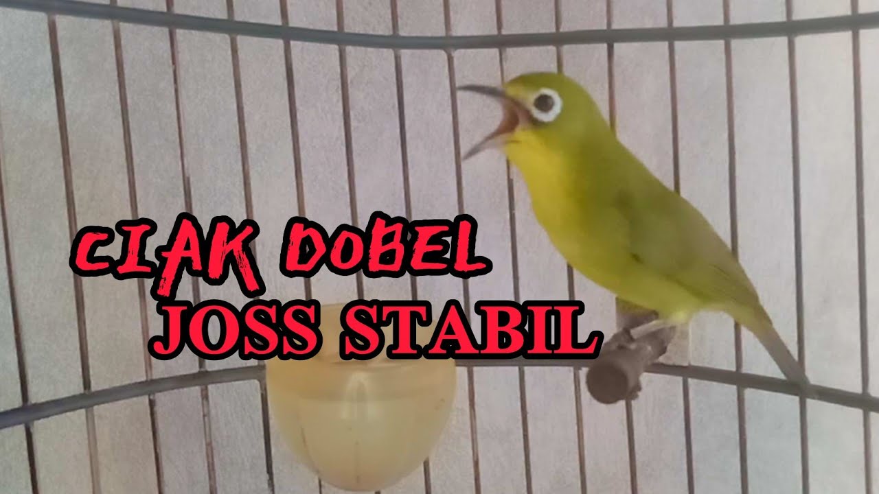 CIAK DOBEL JOSS STABIL SANGAT AMPUH UNTUK PANCINGAN KECIAL KUNING MUDAH DI TIRU || Lombok Sasak tv