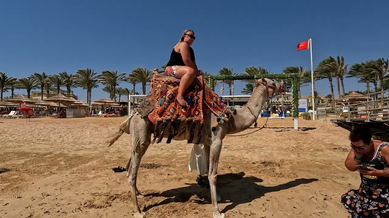 Mickey The Camel
