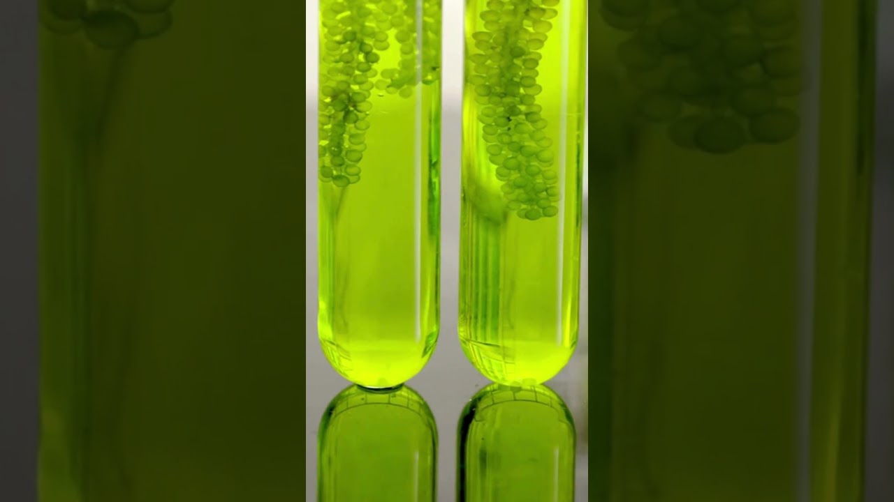 World Biofuel Day