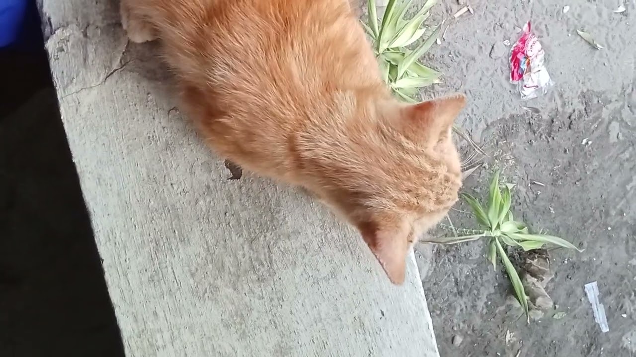Morning street cat.we love you#streetcatrescue