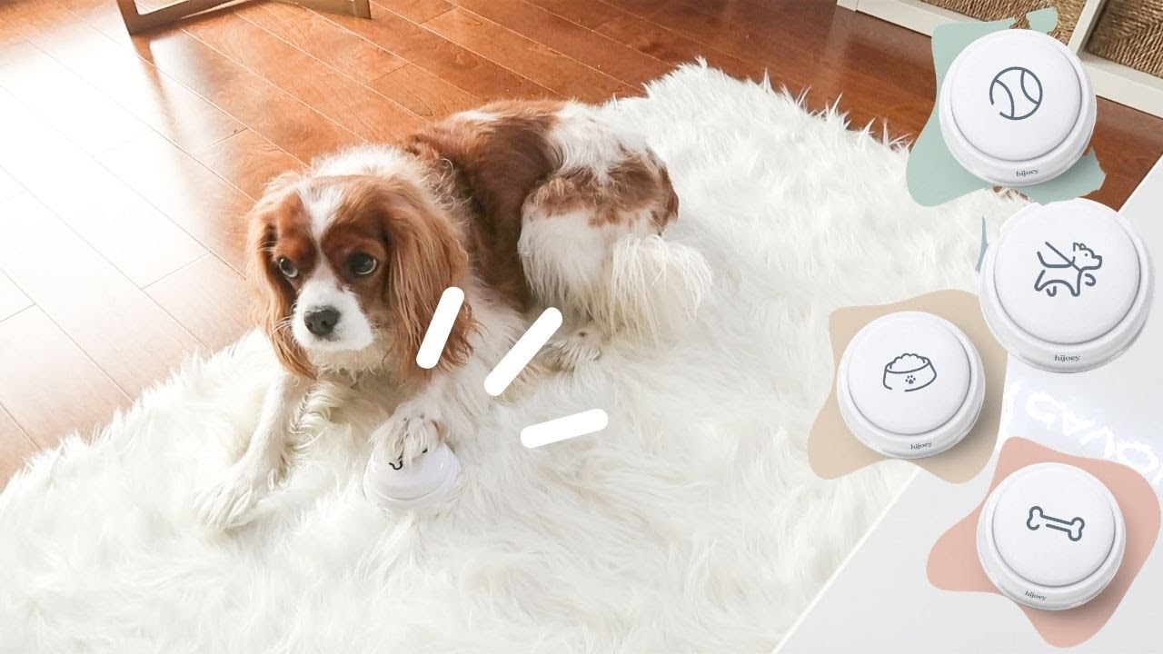 TEACHING OUR DOGS TO TALK?! // Dog Training Talking Buttons HiJoeyCo