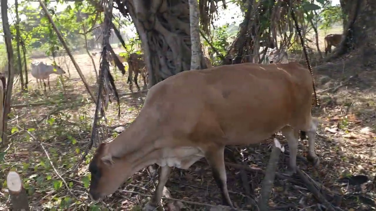 Limpiando potreros cuando los animales puedan aprovechar el forraje,  en verano. Ramoneo Forrajero