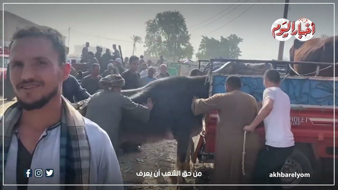 أسواق المواشي في ملوي..أسعار الأضاحي الكيلو ب ١٥٠