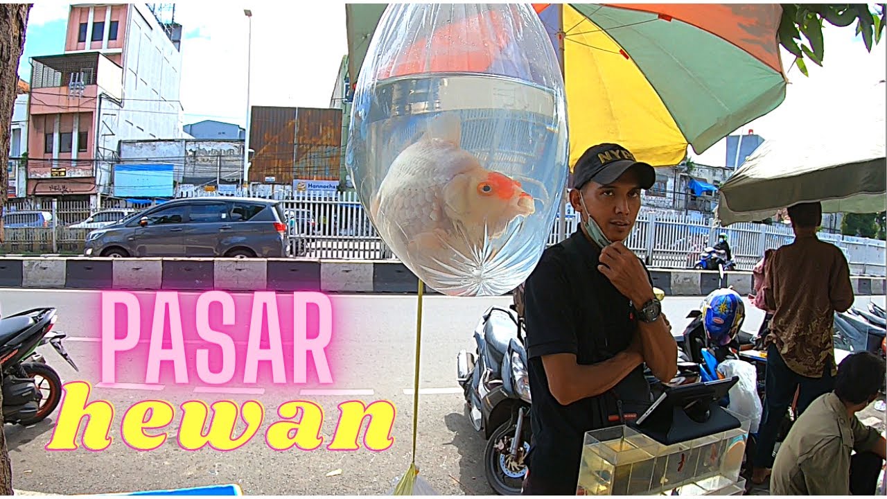 Walking Around Jatinegara Pet Market (HD)
