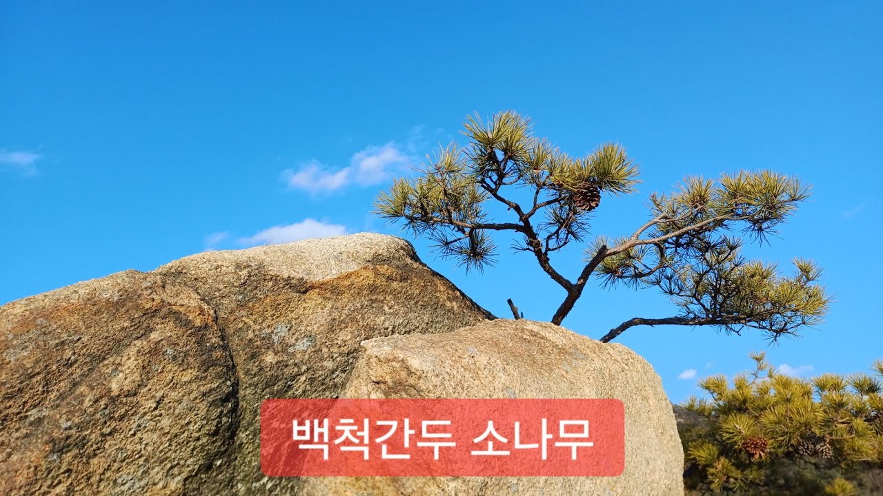 백척간두 소나무 @ 바위 틈새 생명력 @ 고난 | 고독 | 득도 | 위로 | 새 힘 | 은덕 | 장수 | 기상