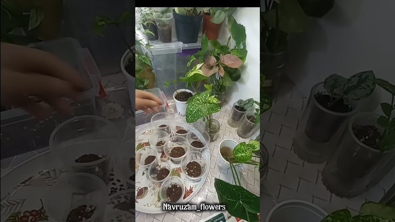 Сингониум Панда гулини купайтирилиши.