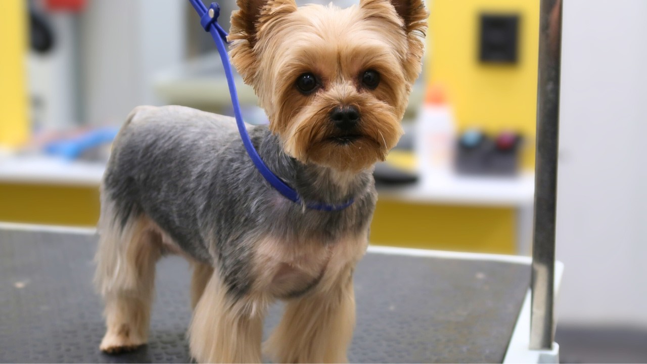 Ella’s Grooming Day: Happy and Ready to Shine!