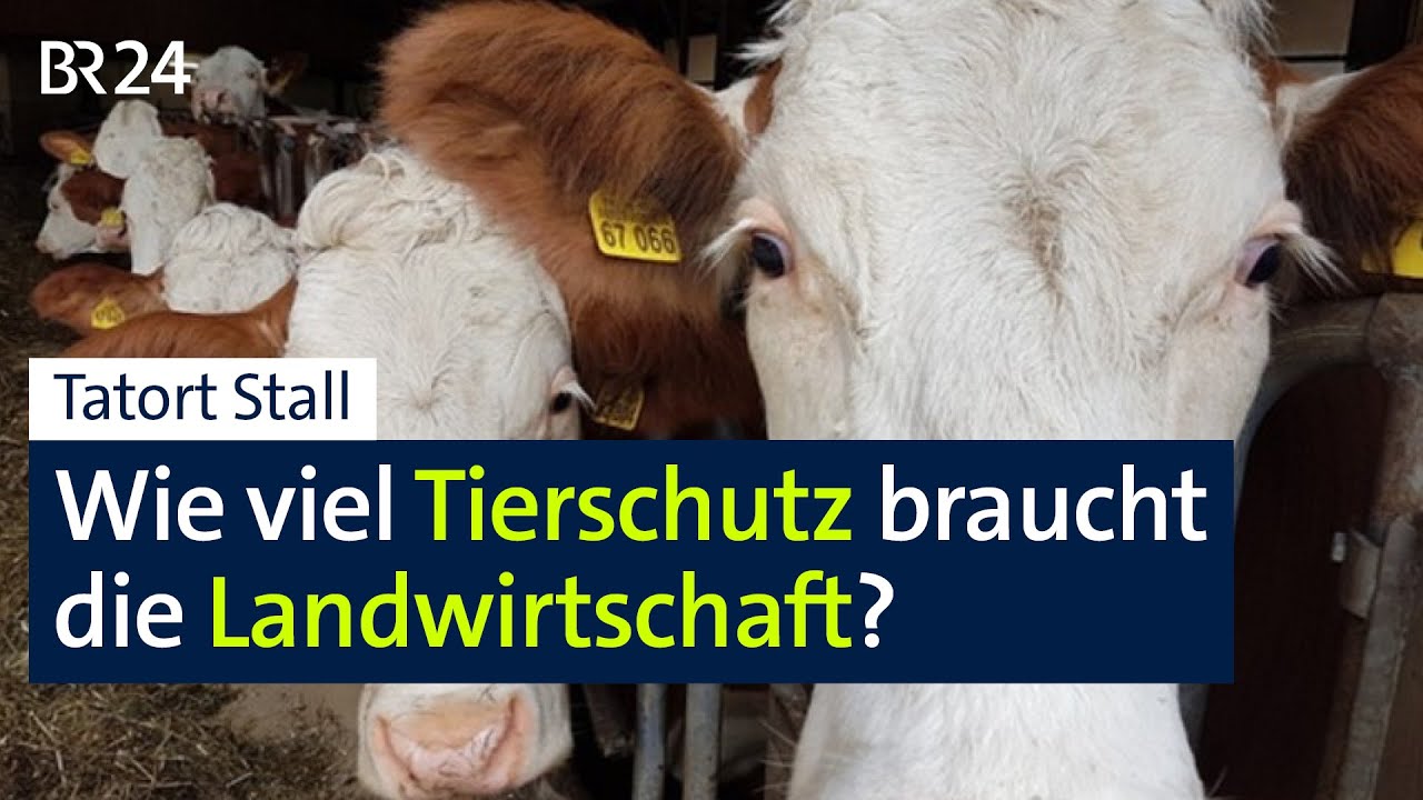 Wie viel Tierschutz braucht die Landwirtschaft? | jetzt red i | BR24live