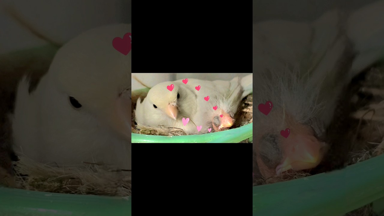 The #journey of an #egg to a grown-up #pet #canary #bird #chick