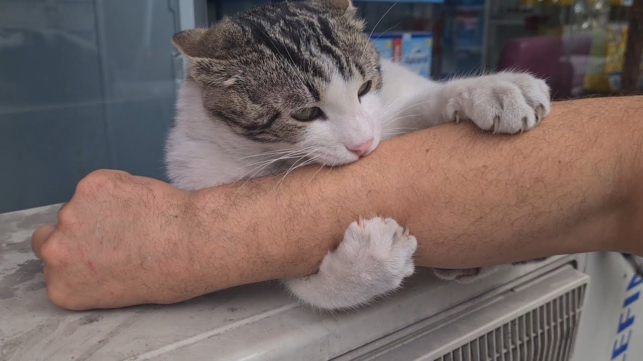 The cat scratches my arm with its claws and bites me.
