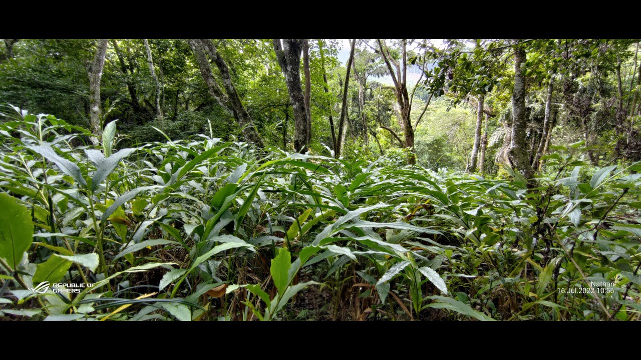 Cardamom plantation available for sale in Kodaikanal at very low price |Contact Nathan vk 9025368382
