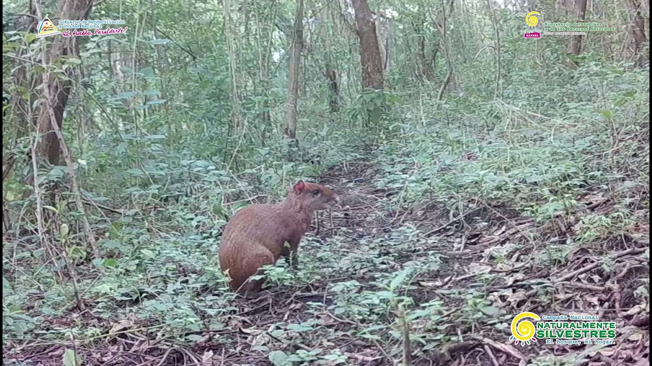Monitoreo de cámaras trampas, en la Reserva Natural Cerro Cumaica – Cerro Alegre, Boaco