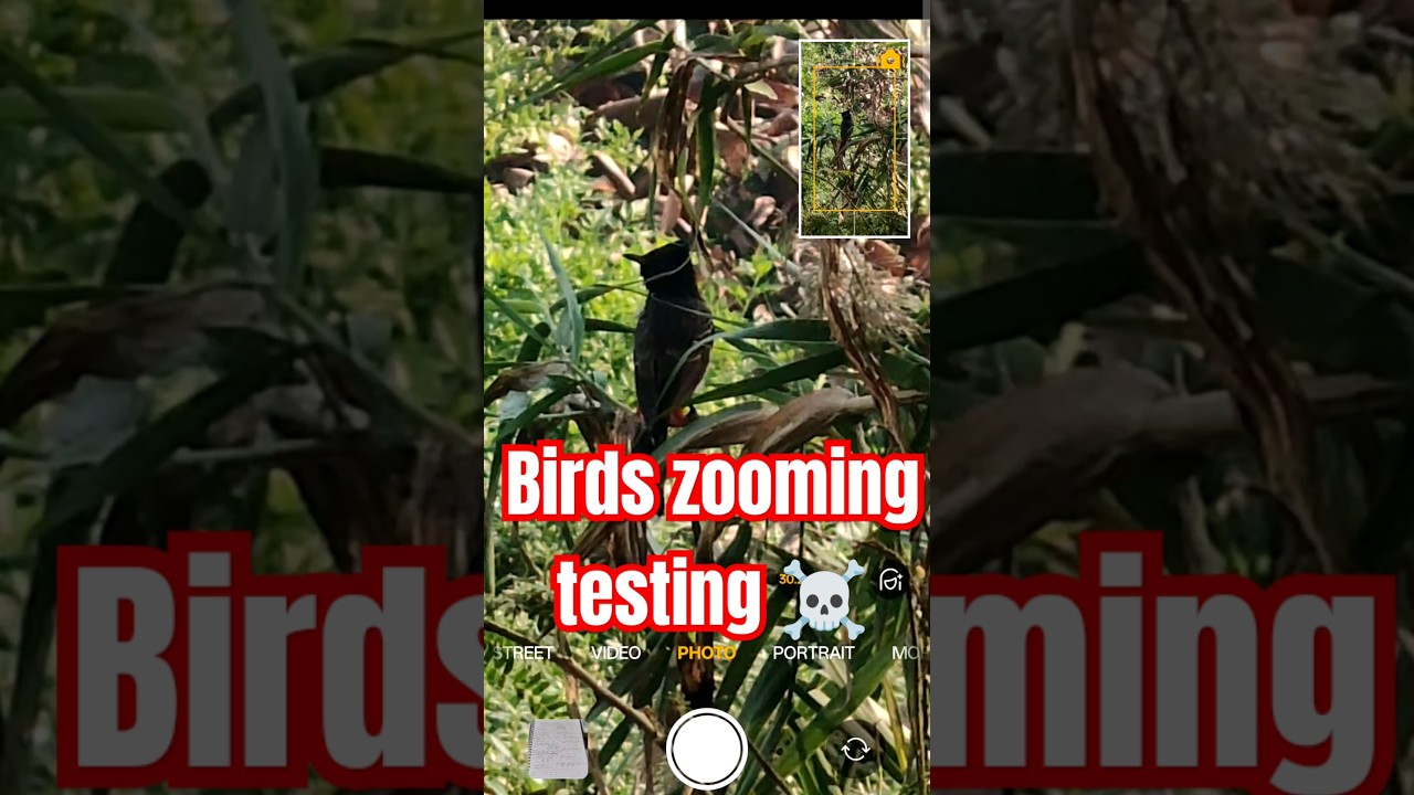 birds zooming testing ☠️ #shorts #shortvideo #ytshorts #trending #trendingshorts