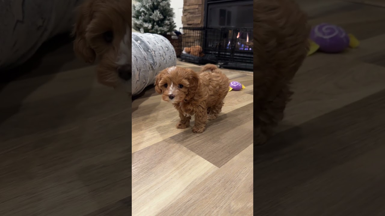 Choice Paws Cavapoo puppies UT make the best of friends. #cavapoo #puppygram #happypaws #bestpuppy