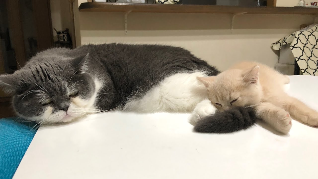 長寿猫じろうさんの1日ルーティーン