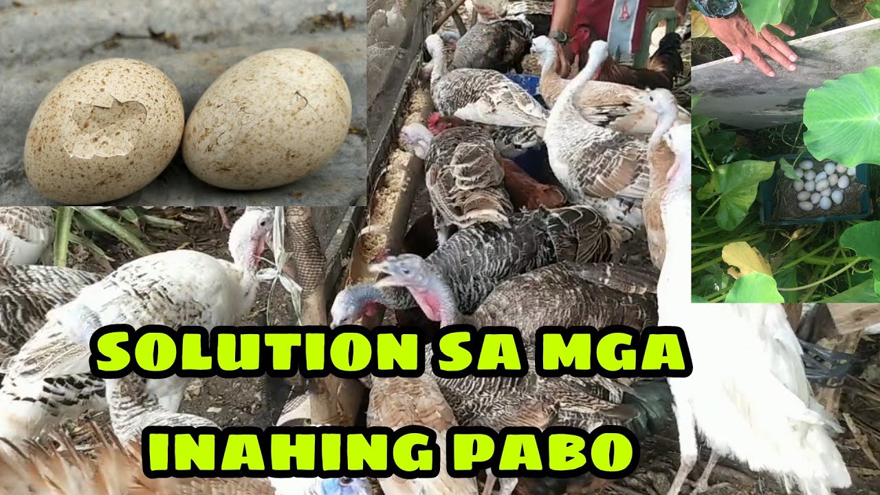 SOLUTION SA PROBLEMA NG MGA INAHING PABO SA NATURAL NA PARAAN