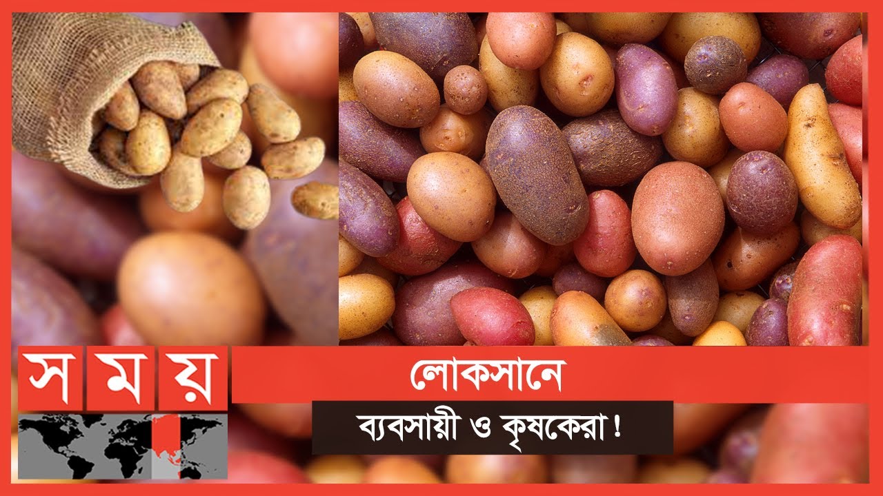বগুড়ায় কমেছে আলুর দাম! | Potato | Business News | Bogra | Somoy TV