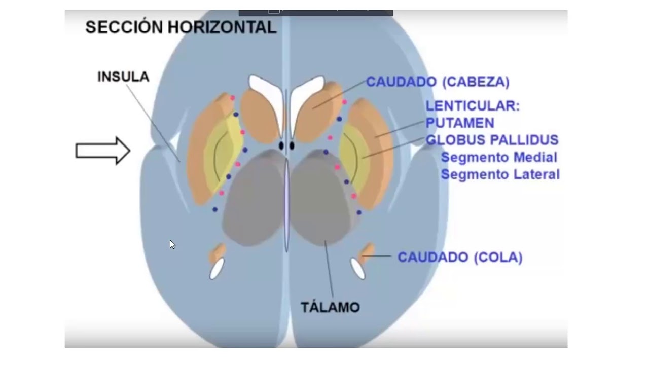 Clase 38   Trastornos del movimiento
