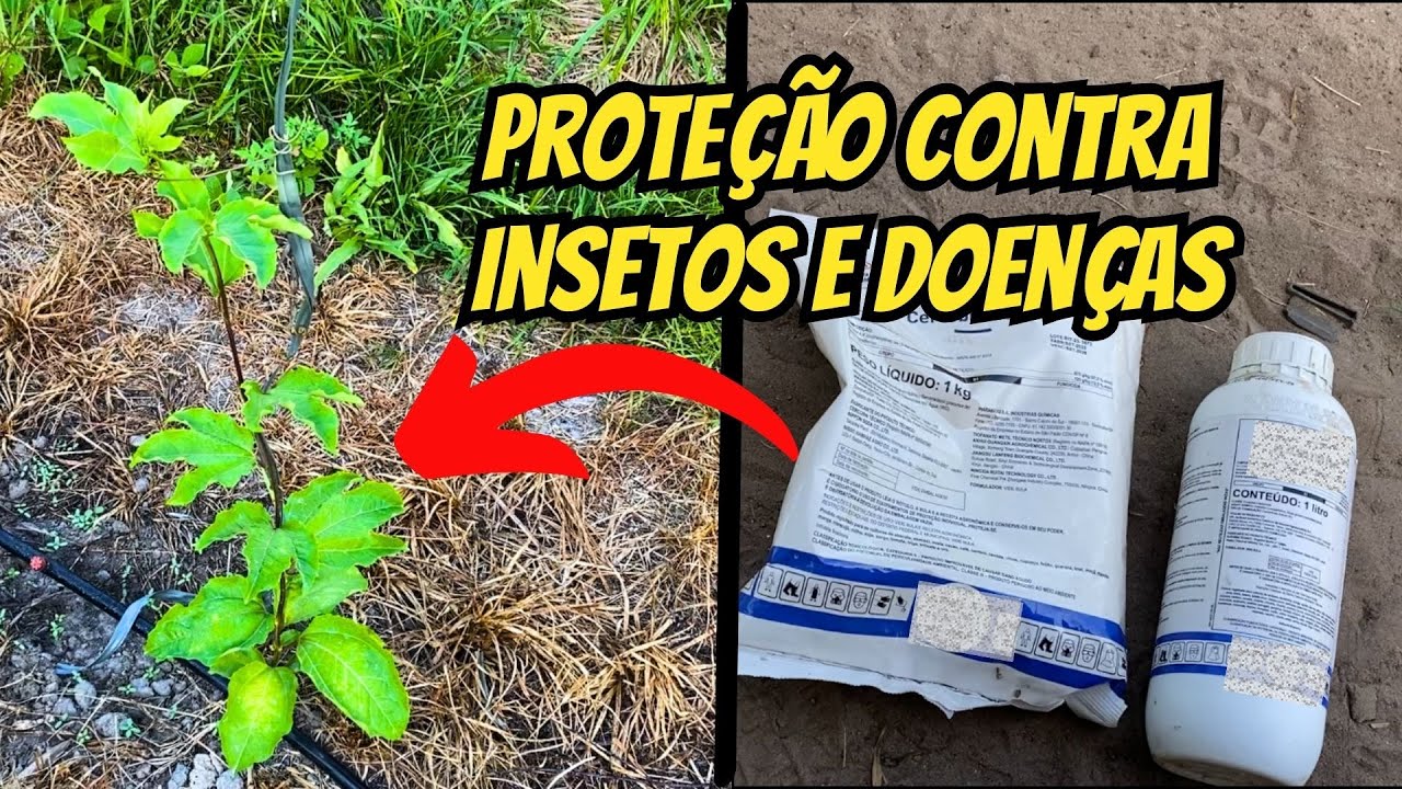 Como acabar com as pragas e doenças no maracujá? - Primeiros meses
