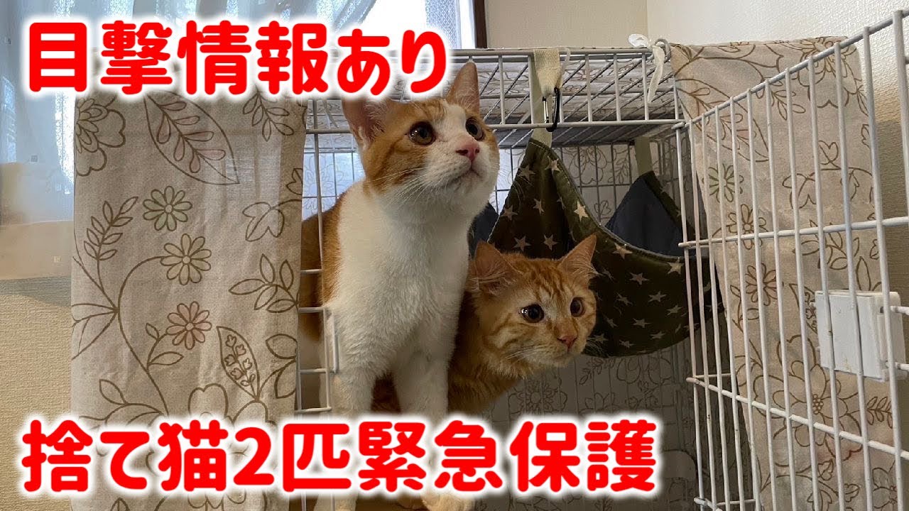 府中市多磨霊園に飼い猫2匹を捨てて行った白い乗用車！その後カラスに襲われ目撃者が緊急保護