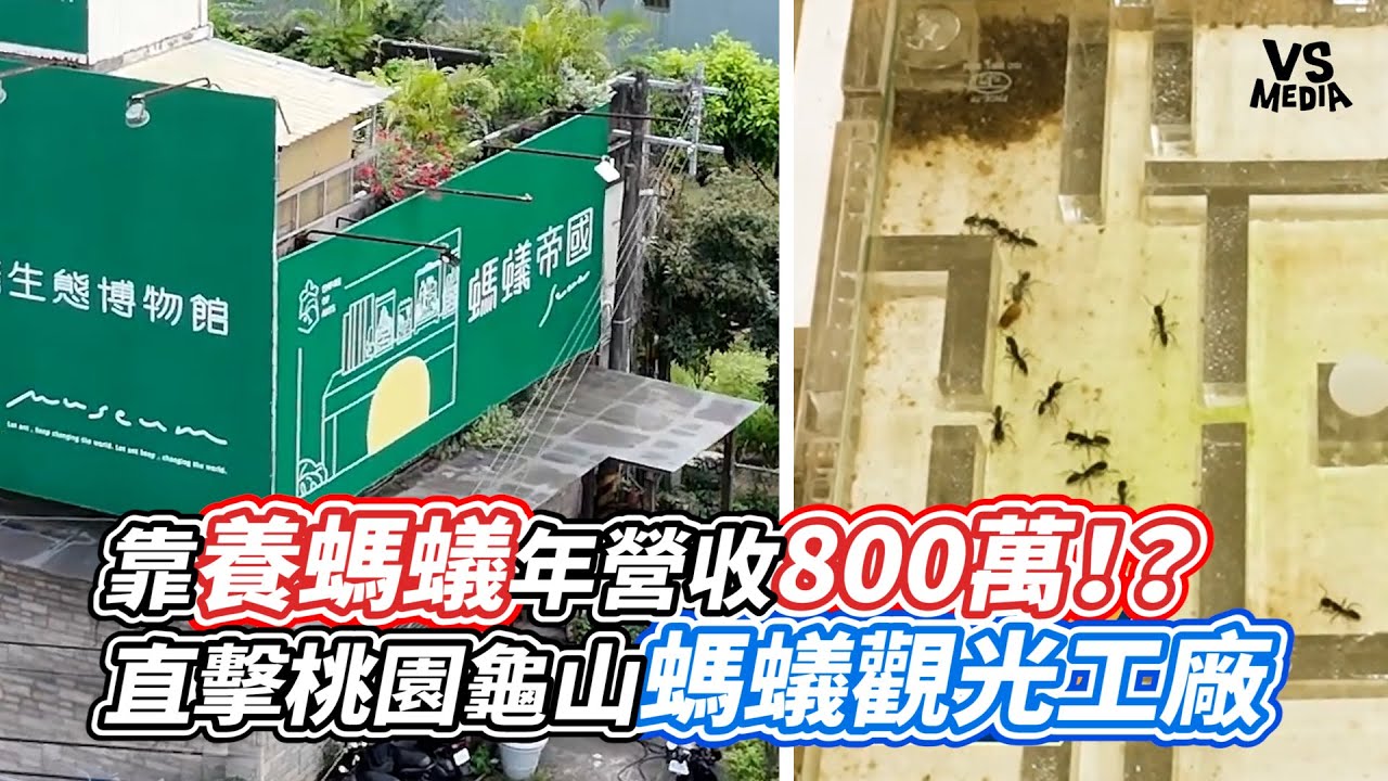 靠養螞蟻年營收800萬！？直擊桃園龜山螞蟻觀光工廠｜VS MEDIAｘ@jifu_kingsman