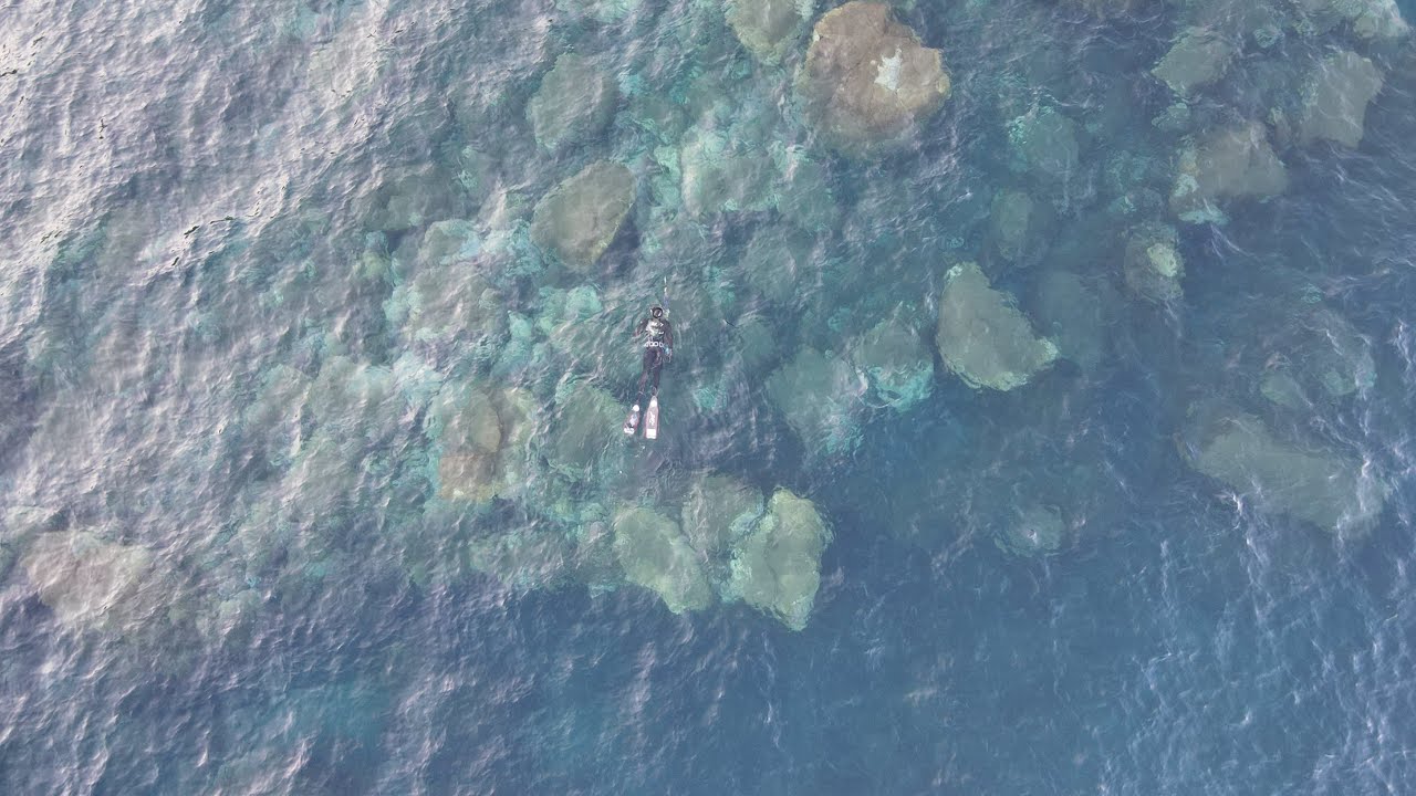 Ψαροντούφεκο στην μαγευτική Εύβοια | Spearfishing the Aegean 🇬🇷 ✔