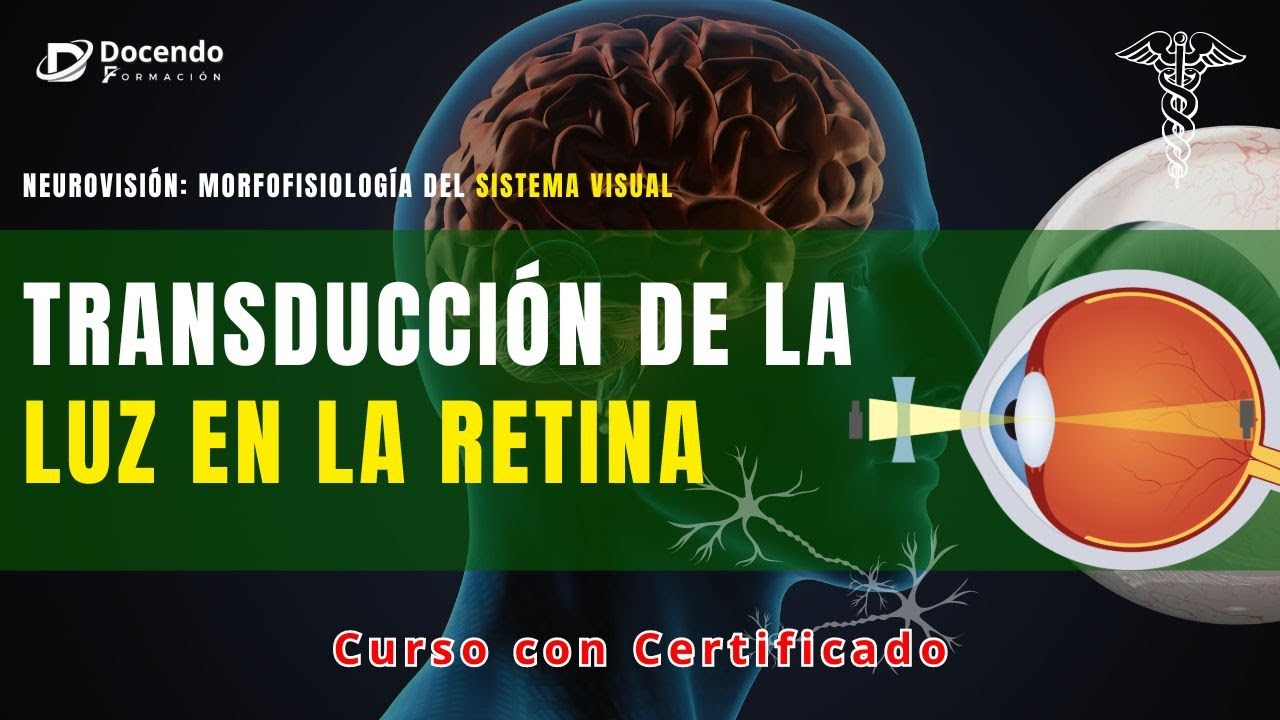 Proceso de Transducci&oacute;n de la Luz en la Retina (Curso con Certificado)