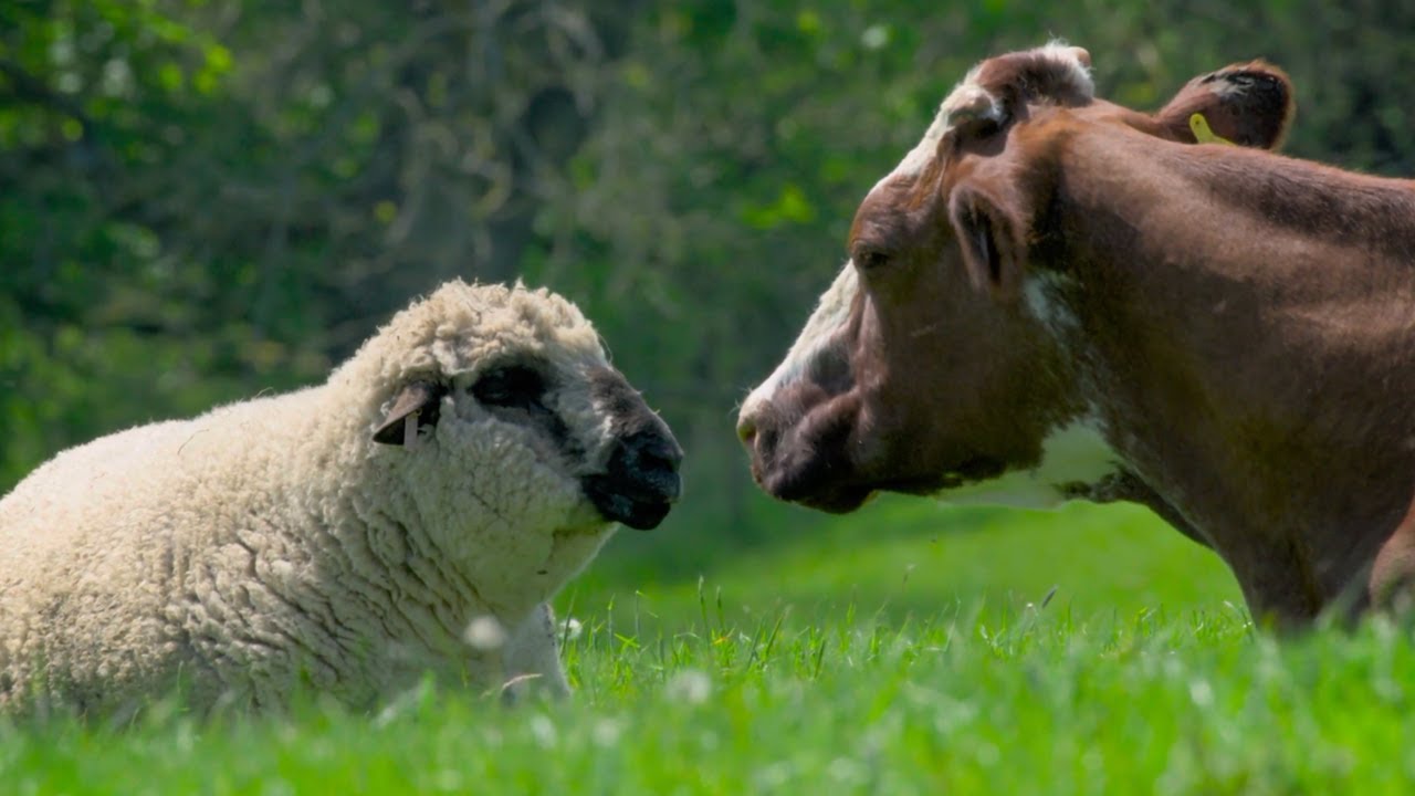 Hamish Featured on Amazing Animals Friends