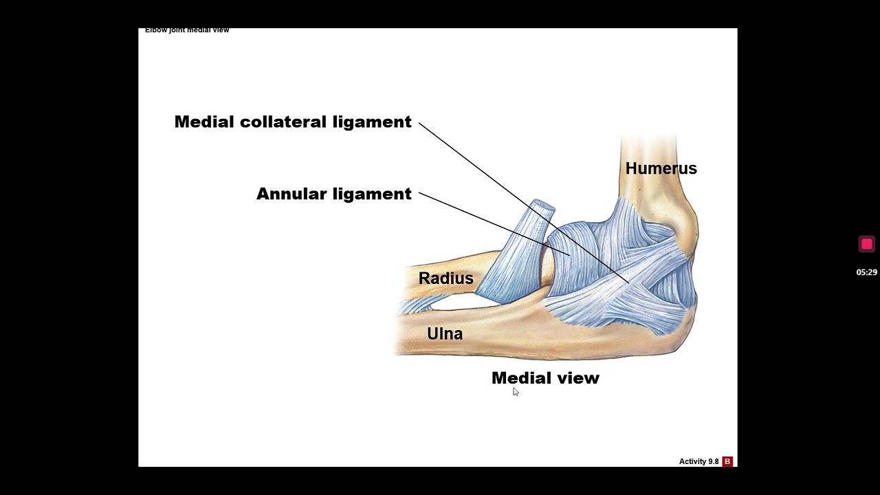 Arthrology: Shoulder, Elbow, Hip, and Knee