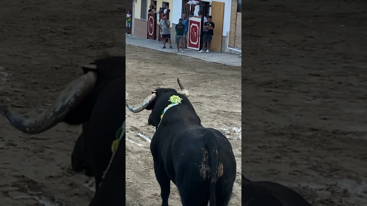 😱RAUL MORETA, INCRE&Iacute;BLE QUIEBRO AL TORO DE GERARDO ORTEGA EN SANT XOTXIM #toro #toros #bulls #fyp