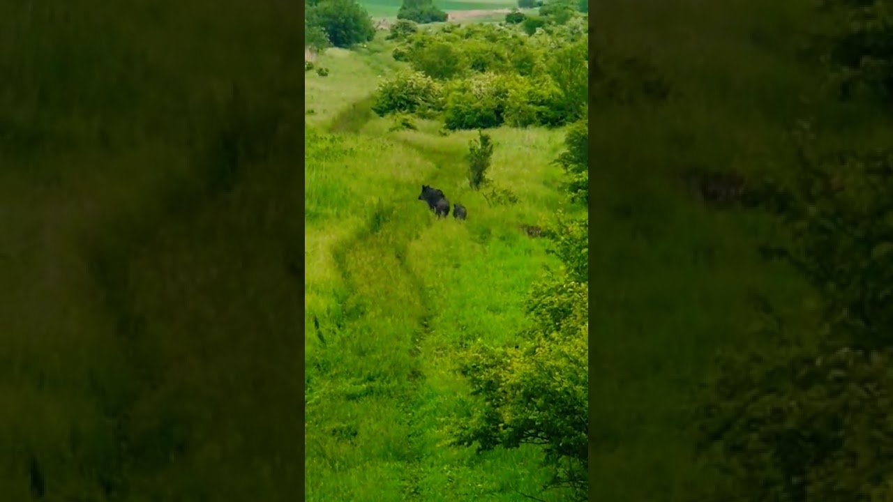 Wild boar family #shorts #nature