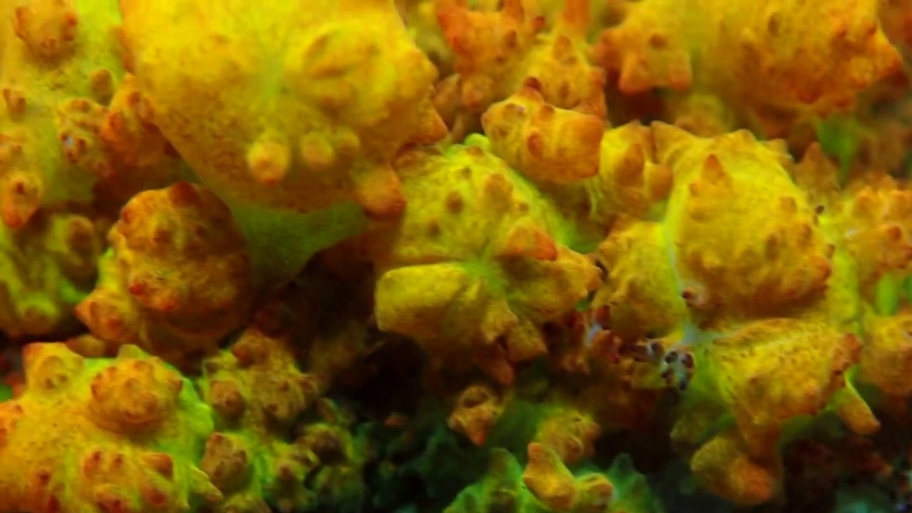 4k Berserker Bounce Mushroom Coral