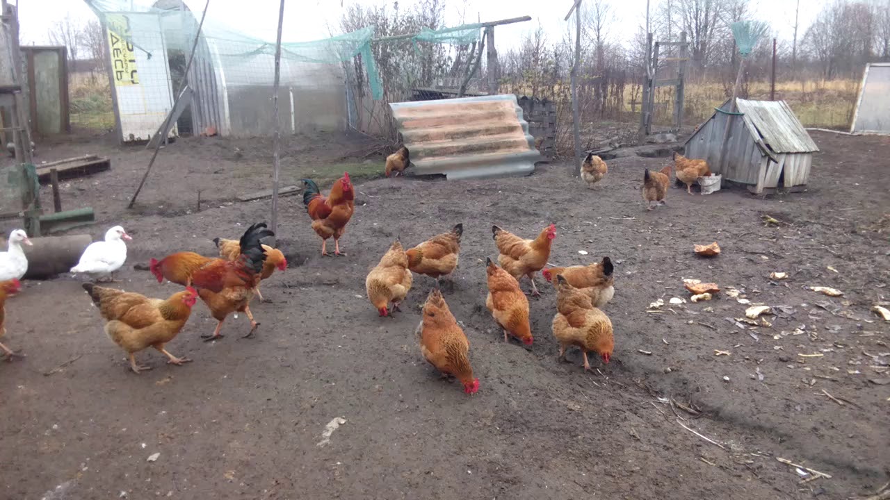 Экскурсия продолжается. Кучинские юбилейные куры.