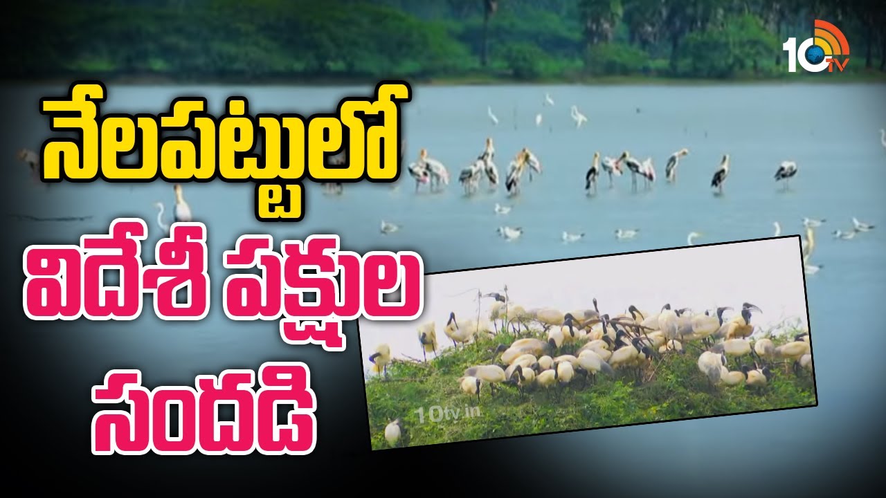 నేలపట్టులో విదేశీ పక్షుల సందడి | Special Report on Nelapattu Birds | Nellore | 10TV