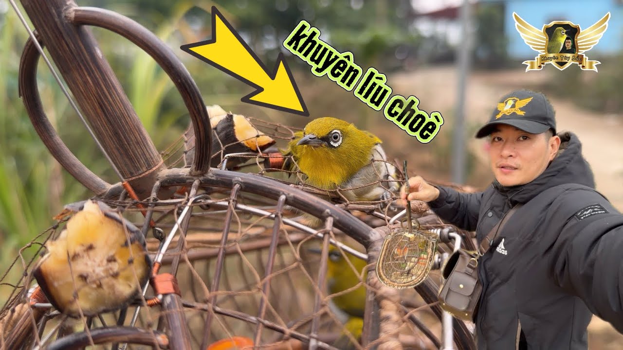 Bẫy Khuyên Líu Choè Chưa Kịp Trên Tay Đã Sổng Mất Về Rừng - Một Buổi Bẫy Chim Thành Công | KTB